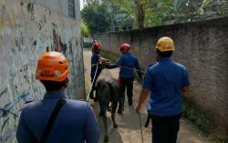 Viral Sapi Kurban Mengamuk, Petugas Damkar Butuh 2 Jam Evakuasi