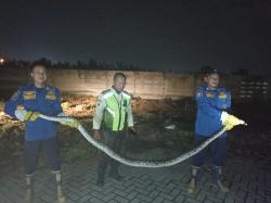 Warga Cerme Panik! Ular Raksasa Melilit di Pagar Pabrik