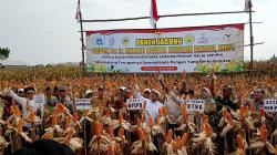 Jagung Rekayasa Genetik Dongkrak Panen di Lamongan, Petani Raup Untung hingga Rp25 Juta per Hektar