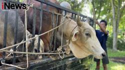 Hari Raya Idul Adha 1446 H: Darul Ilmi Murni Laksanakan Qurban, Perkuat Nilai Kepedulian Sosial