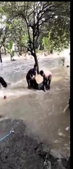 Nekat Terobos Banjir, Pegawai Dishub Gresik Hanyut Bersama Motornya