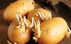NGERI Usai Makan Kentang Bertunas Pasangan TKI di Jepang Tewas, Ini Bahaya Racunnya!