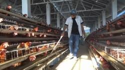 Gaya Nyentrik, Cuan Fantastik! Kades Bertato di Banjarnegara Sukses Kembangkan Usaha Ayam Petelur