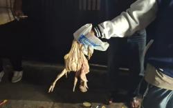 Heboh! 2 Kwintal Ayam Tiren Busuk Bikin Resah Warga di Cipedes Hegar Bandung