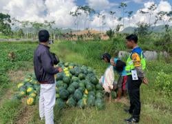 Polresta Banyuwangi Dukung Ketahanan Pangan, Bhabinkamtibmas Turun Langsung Dampingi Petani