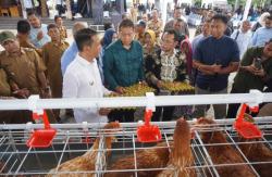 Kerja Telaten Penghasilan Paten, Beternak Ayam Petelur Cara Bojonegoro Bergerak Makmur