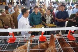 Kerja Telaten Penghasilan Paten, Beternak Ayam Petelur Cara Bojonegoro Bergerak Makmur