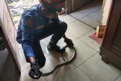 Sehari, Damkar Jombang Evakuasi 4 Ular Berbisa dari Rumah, Warga Panik dan Ketakutan