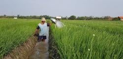 Wamentan Ajak Gen Z Jadi Petani, Penghasilan Menjanjikan dan Bukan Pekerjaan Kuno