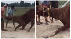 Insiden Horor Kuda Patah Kaki Saat Latihan di Lapangan Rihi Eti Prailiu, Ini Kronologi Singkatnya