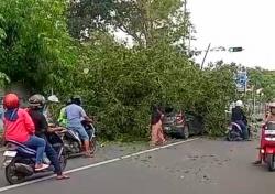 Tebang Pohon Timpa Honda Brio di Traffict Light Bojonegoro, Mobil Rusak Parah