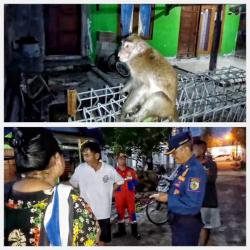 Kera Ekor Panjang Lepas Buat Gegar Warga Palangka Raya Sampai Putus Kabel Internet