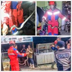 Ular Sanca Kembang Sepanjang 1,5 Meter Gegerkan Pedagang di Palangka Raya Saat Hendak Cuci Beras