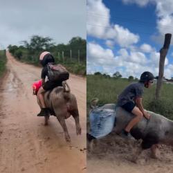 Viral, Bocah 9 Tahun Tunggangi Babi dan Kuda Berangkat ke Sekolah