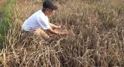 Sawah Diserbu Wereng, Ratusan Hektar Padi Gagal Panen, Petani Karang Tengah Merugi Besar