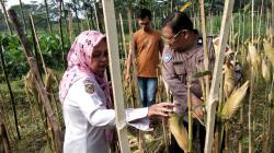 Sambut Hari Bhayangkara ke-79, Bhabinkamtibmas Dampingi Petani Panen Jagung di Tamansari