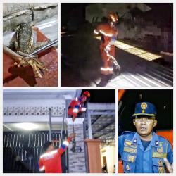 Dikira Ular Kobra, Biawak Gigit Jari Tangan Tukang Bangunan Hingga Terluka, Petugas Damkar Evakuasi