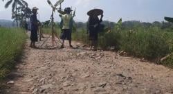 Kesal Jalan Rusak Tak Kunjung Diperbaiki, Warga Pandeglang Tanam Pohon Pisang di Tengah Jalan!