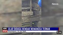 Saat Petugas Damkarmat Bojonegoro Evakuasi Ular Besar di Kendang Ternak Warga
