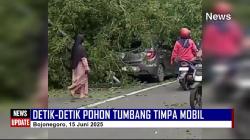 Video - Detik-Detik Pohon Ditebang Timpa Mobil di Traffict Light Kota Bojonegoro