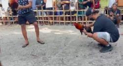 Viral Video Judi Sabung Ayam, Oknum Polisi dari TTS Diduga Terlibat