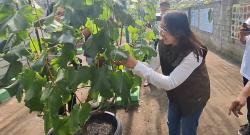 Dirikan Kampung Anggur Untuk Kurangi Ketergantungan Buah Impor