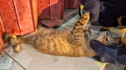 Damkar Dishut Kalteng Berhasil Selamatkan Kucing Terjepit di Rolling Door Toko Sembako