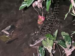 Viral, Aksi Warga Tangkap Buaya Sepanjang 1,5 Meter yang Mendadak Muncul di Saluran Irigasi