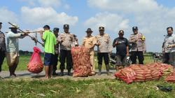Dukung Ketahanan Pangan, Kapolsek Kersana Dampingi Penen Jagung di Desa Kemukten