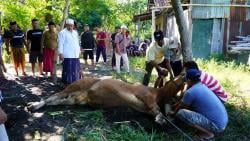 Perputaran Uang Untuk Hewan Kurban di Kabupaten Probolinggo Capai Rp 30 Miliar, Ini Penjelasannya
