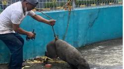 Viral Warga Pejaten Jaksel Gempar, Babi Hutan Masuk ke Pemukiman Penduduk