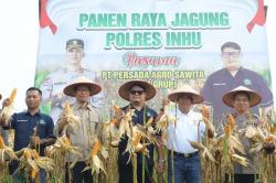 Pemda Inhu dan Polres Inhu Panen Raya Jagung di PT PAS,  Hasilkan 4 Ton Sekali Panen