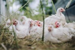 Pemerintah Tetapkan Harga Minimal Ayam Hidup Rp18.000/Kg: Langkah Lindungi Peternak Kecil