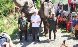 Menteri Kehutanan dan Dubes Inggris Disambut Gajah Jinak di Aceh Tengah