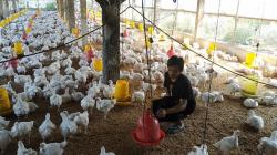 Kementan Tetapkan Harga Ayam Hidup Sebesar Rp18.000 per Kg, Berlaku Nasional Mulai 19 Juni 2025