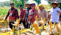 Bupati Gowa Senang Produksi Jagung Hibrida Makin Moncer, Ajak Warga Jaga Semangat Bertani