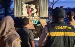 Ratusan Burung Ilegal dari Sumbar Diamankan di Merak, Penyelundupan Digagalkan Karantina Banten