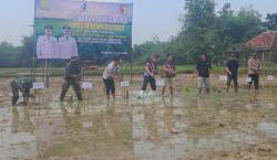 Sampang Percepat Tanam Padi di Musim Kemarau, Dukung Swasembada Pangan Nasional ala Presiden Prabowo