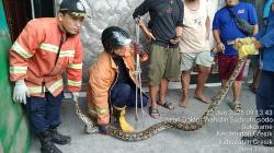 Heboh! Ular Piton Sepanjang 2,5 Meter Ditemukan di Depan Toko Mebel Gres