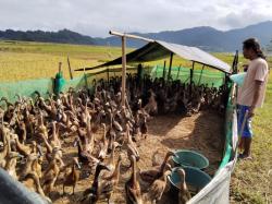 Mengikuti Jejak Al Qodri, Tukang Angon Bebek Keliling dari Banjarnegara