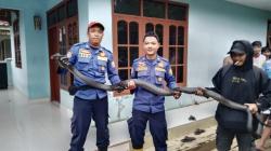 Heboh! Ular King Kobra Sepanjang 3,5 Meter Ditemukan di Bawah Rak Piring Rumah Warga Ciamis