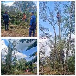 Waspada Pohon Rawan Tumbang, Damkar Palangka Raya Tebang 6 Pohon Akasia Setinggi 25 Meter