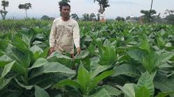Petani Tembakau Lereng Merapi Was-Was, Dampak Pabrik Rokok Tak Lagi Beli dari Temanggung