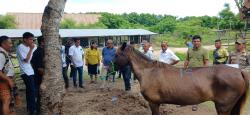 Siang ini Paripurna V DPRD Sumba Timur, Soroti Ekspor Ilegal Ternak Kuda Produktif dan Layanan RSUD