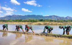 Dukung Ketahanan Pangan Nasional, Kodim TTU dan Warga Tanam Padi Perbatasan RI-RDTL