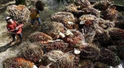 Harga TBS Sawit Naik, Petani Swadaya di Riau Kembali Bernapas Lega