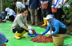 Wapres Gibran Rakabuming Raka Panen Raya Kopi Ijen, Dukung Produktivitas Hingga Branding