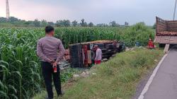 Mobil Boks Menyalip di Tikungan Tajam, Truk Muatan Kayu Terjun ke Sawah di Jombang