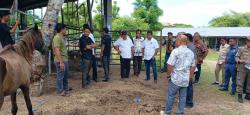 Pansus DPRD Sumba Timur Rekomendasikan Satgas Ternak, Larang Sementara Pengiriman Kuda Betina