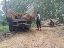 Puluhan Batang Kayu Jati Ilegal Ditemukan Tak Bertuan, Aparat Lakukan Penyelidikan Intensif